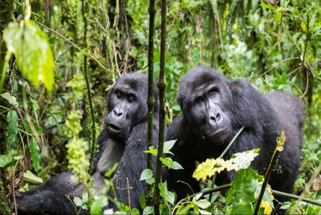 4 Day Rwanda Gorillas trekking