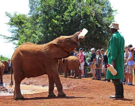 Nairobi National Park Tour