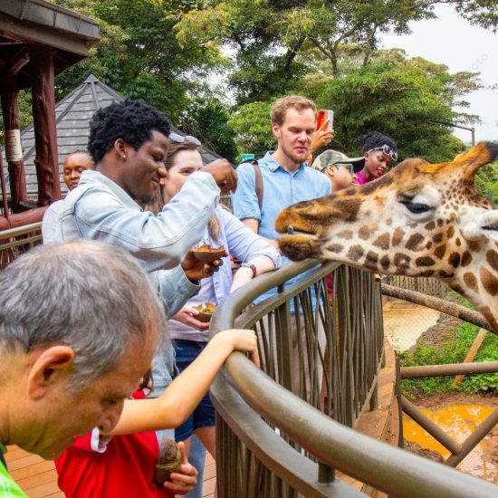 Nairobi Giraffe Centre Tour