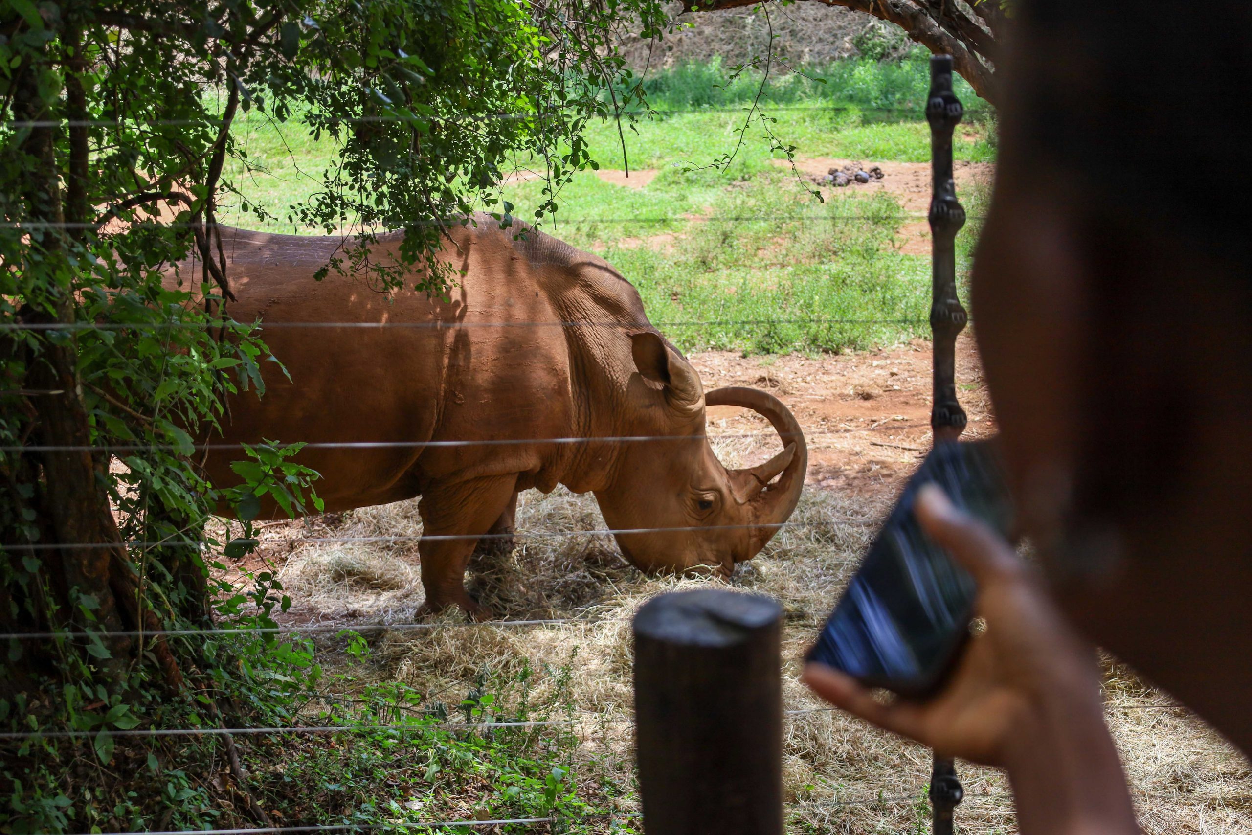 Nairobi Safari walk