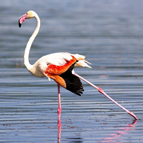 day trip to Lake Nakuru National park