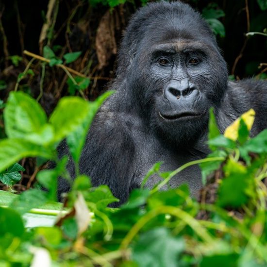 gorillas-trekking-in-Uganda