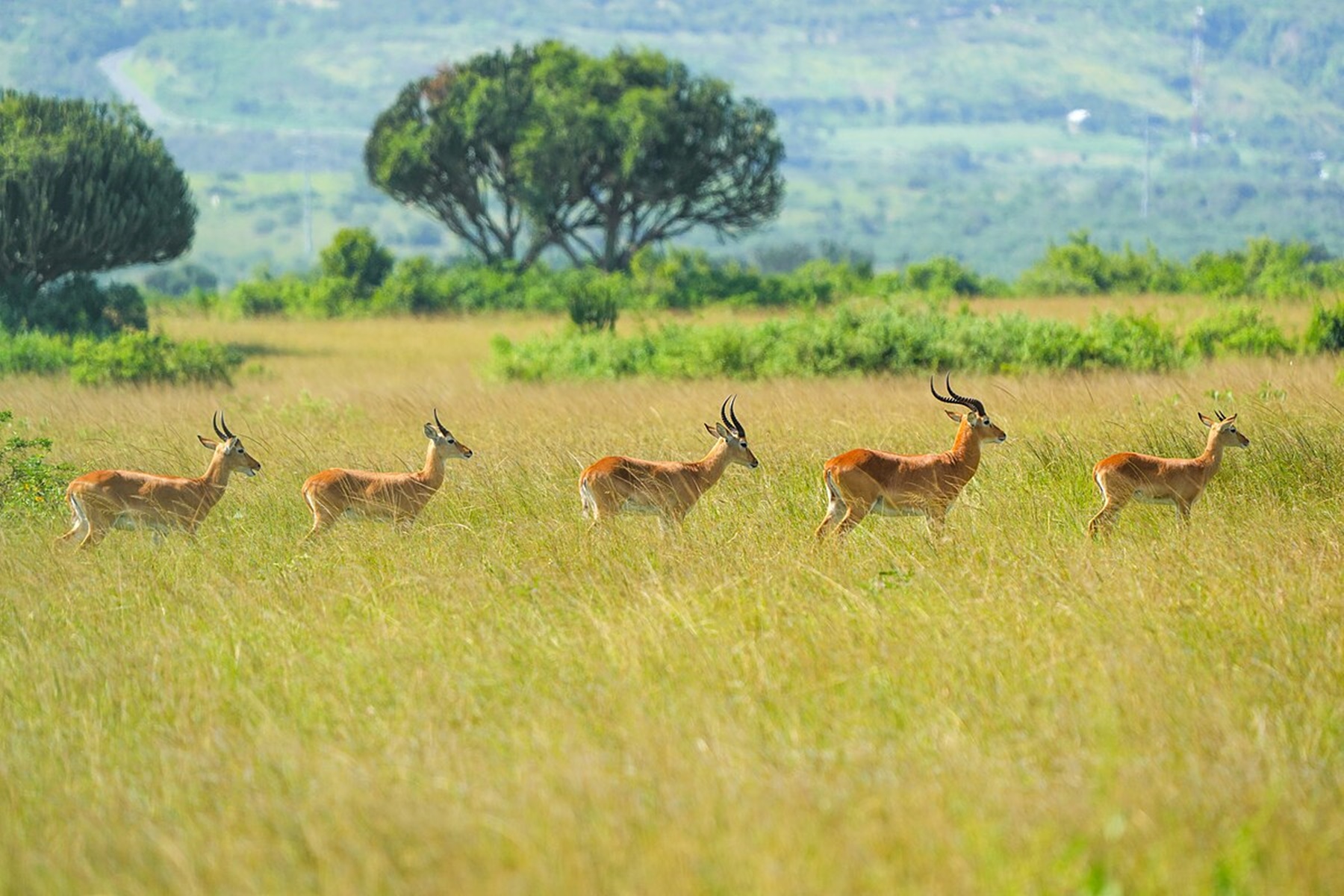 Queen Elizabeth National Park Safari
