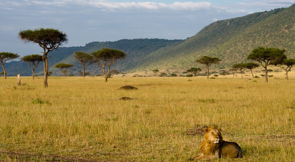 Kenya DMC